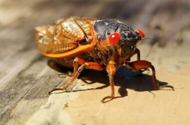 How do cicadas make noise