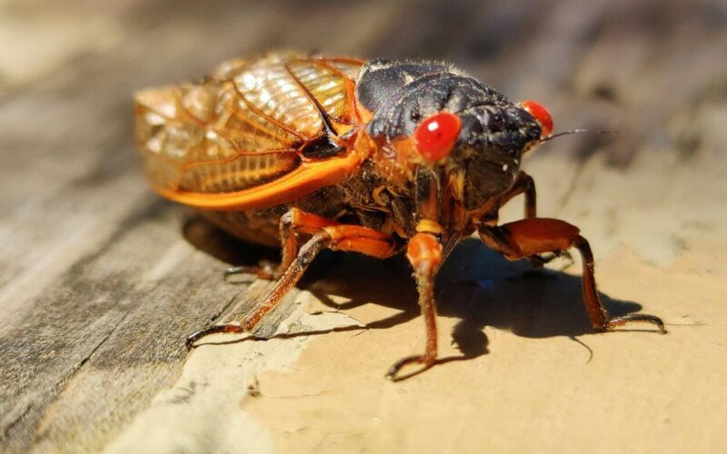 How do cicadas make noise
