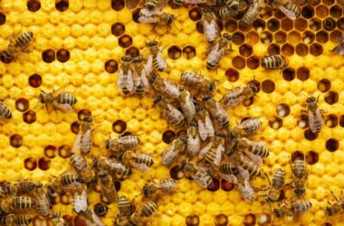 How to get rid of bees