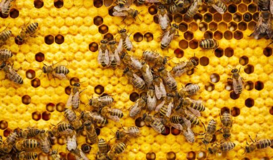 How to get rid of bees