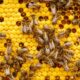How to get rid of bees