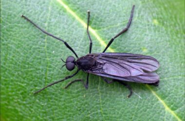 How to get rid of gnats in your house