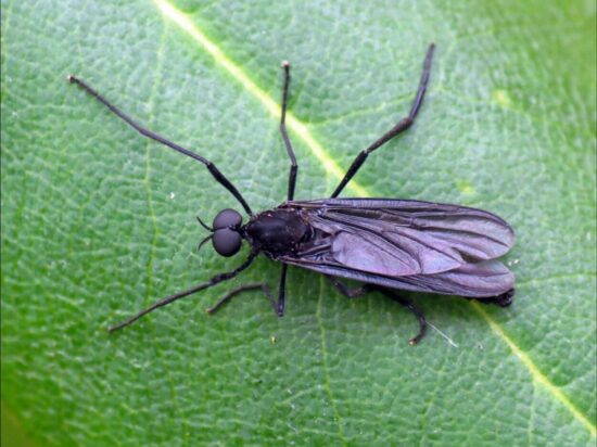 How to get rid of gnats in your house