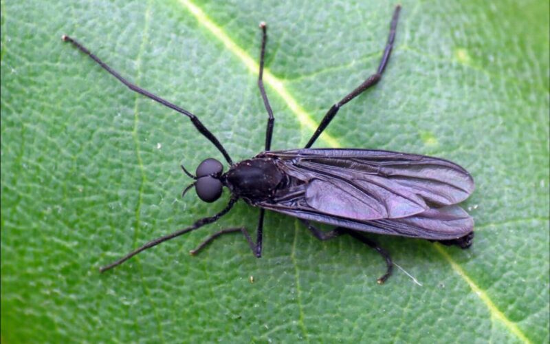 How to get rid of gnats in your house