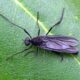 How to get rid of gnats in your house