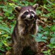 What do raccoons eat?
