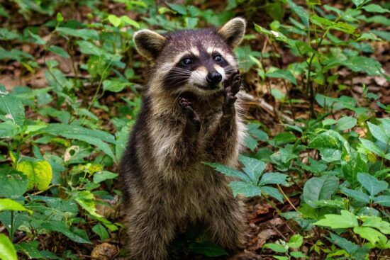 What do raccoons eat?