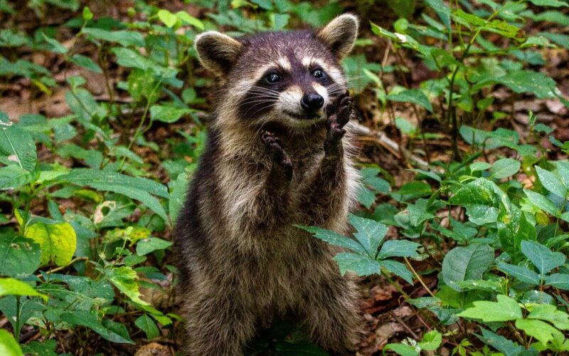 What do raccoons eat?