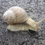 What do snails eat?