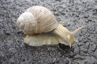 What do snails eat?