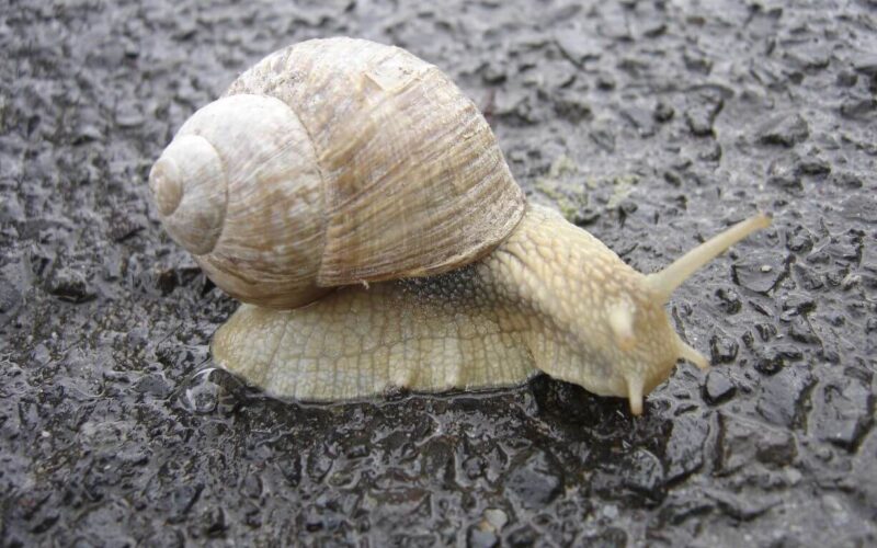 What do snails eat?