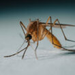 When do mosquitoes go away