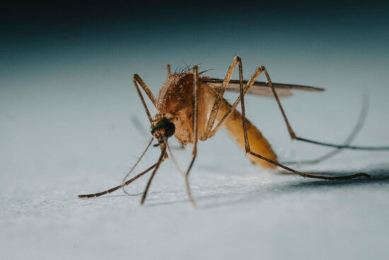 When do mosquitoes go away