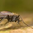 Where do gnats come from