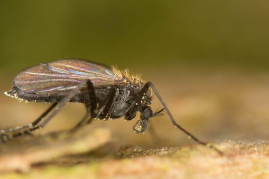 Where do gnats come from