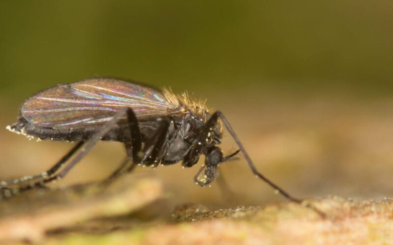 Where do gnats come from