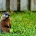 Woodchuck vs. Groundhog