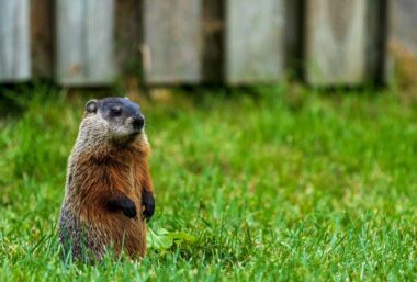 Woodchuck vs. Groundhog: What's The Difference?