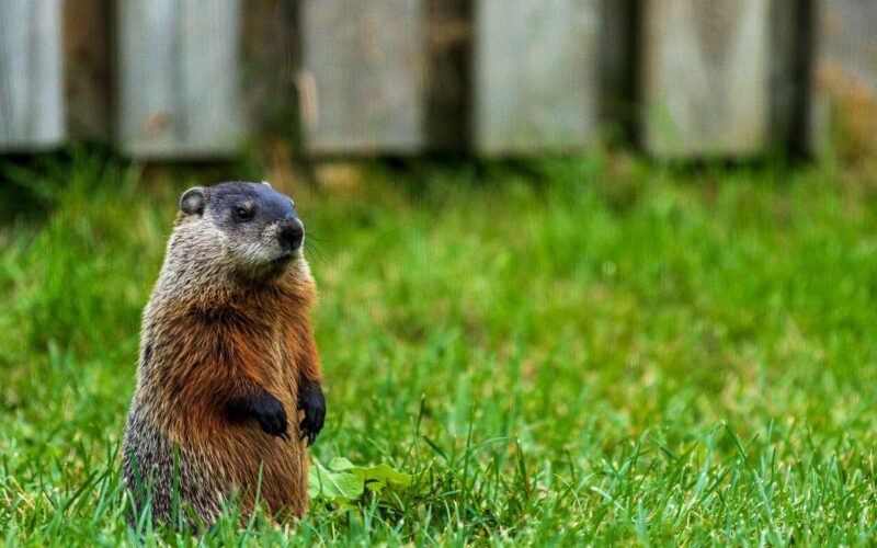 Woodchuck vs. Groundhog