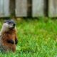 Woodchuck vs. Groundhog