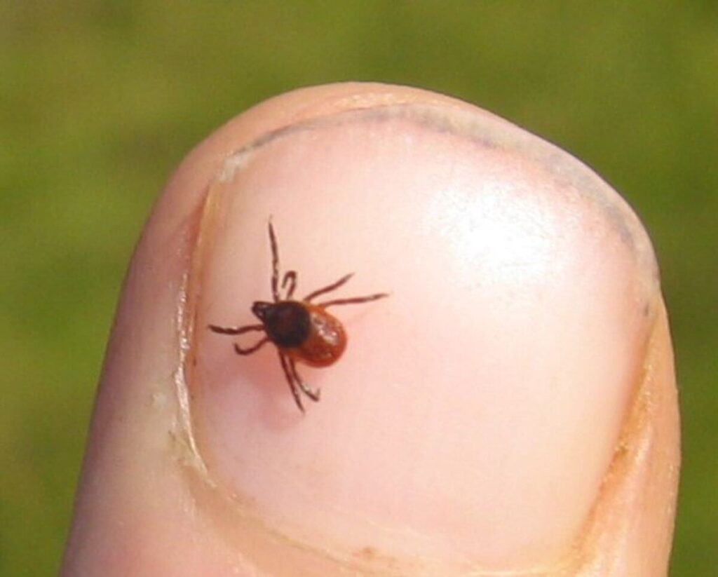 Blacklegged (Deer) Tick