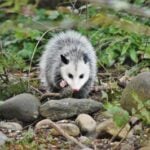 Opossum vs. possum