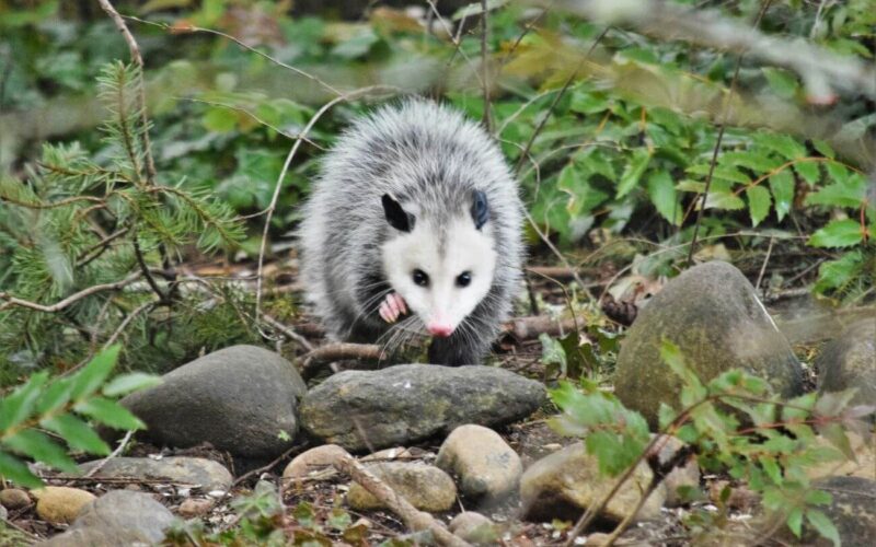 Opossum vs. possum