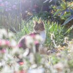 How to stop cats from pooping in the garden