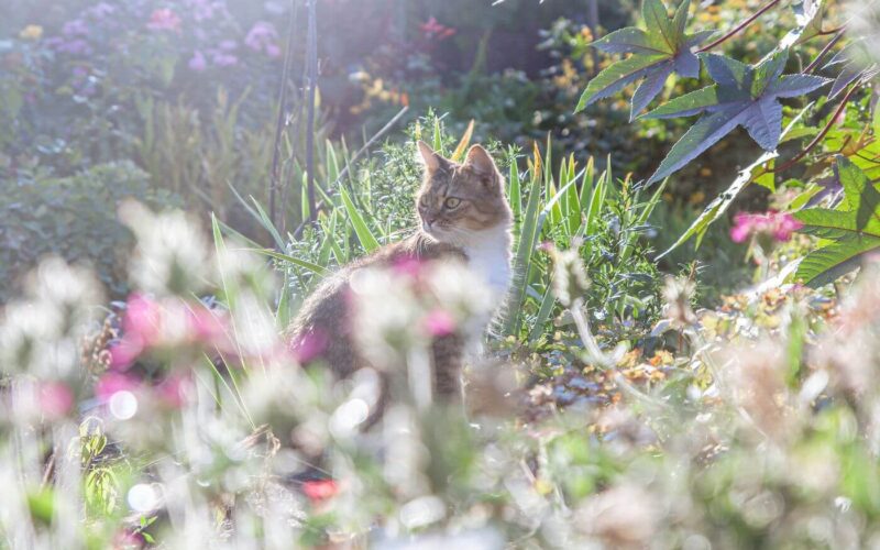 How to stop cats from pooping in the garden