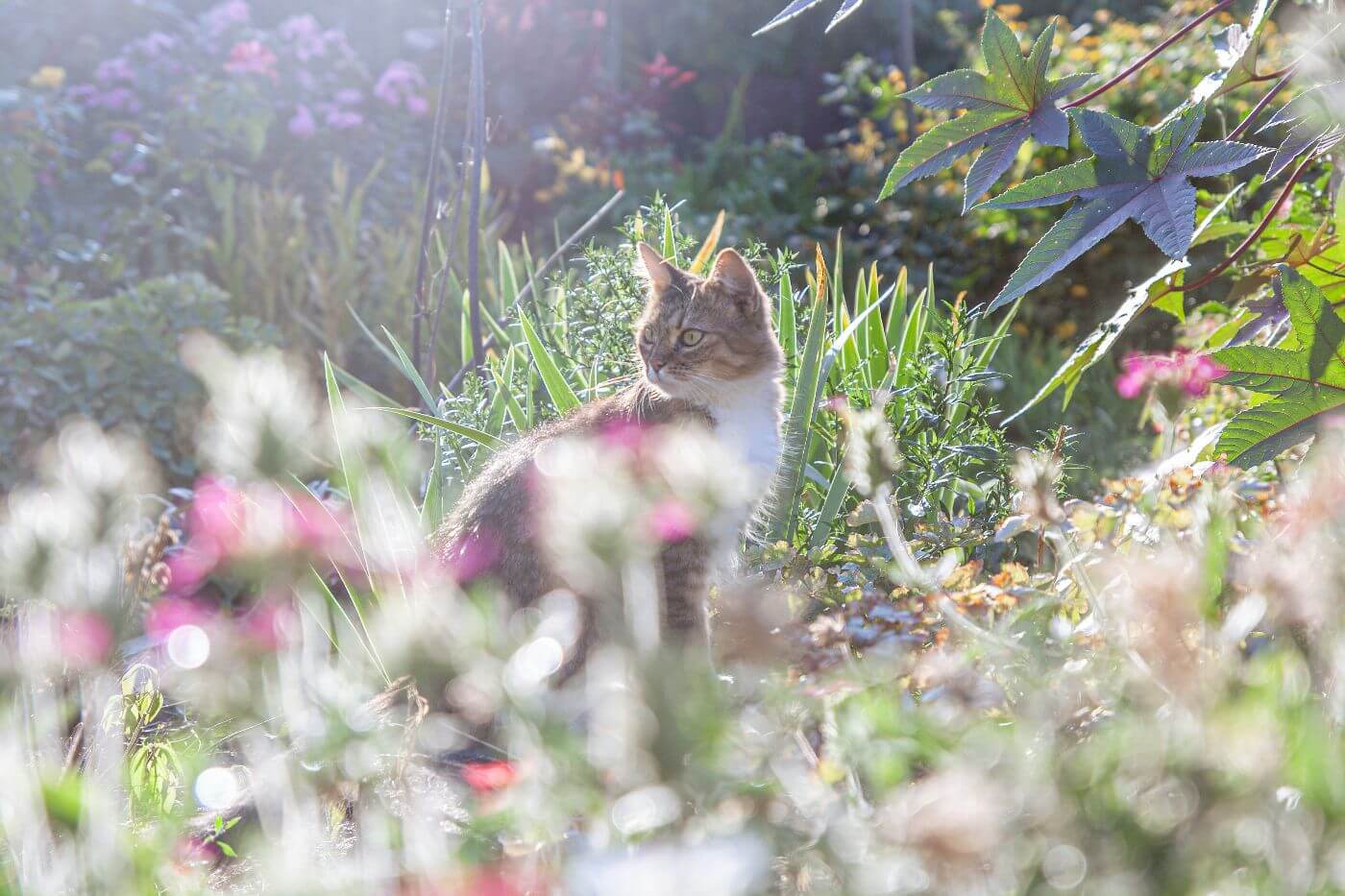 How to stop cats from pooping in the garden