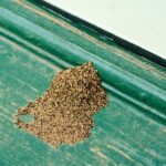 What are termite droppings and what do they look like