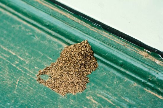 What are termite droppings and what do they look like