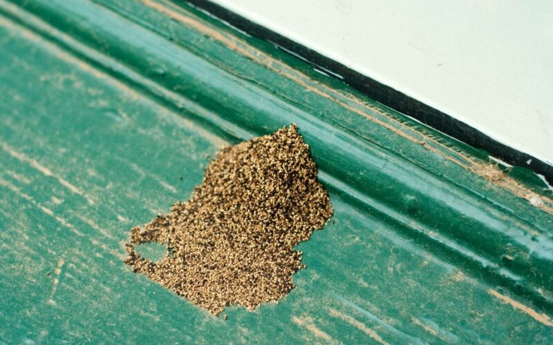 What are termite droppings and what do they look like