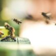 Types of bees
