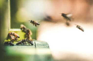 Types of bees