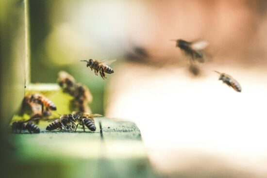 Types of bees