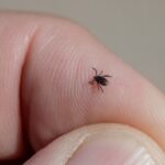What does a tick look like