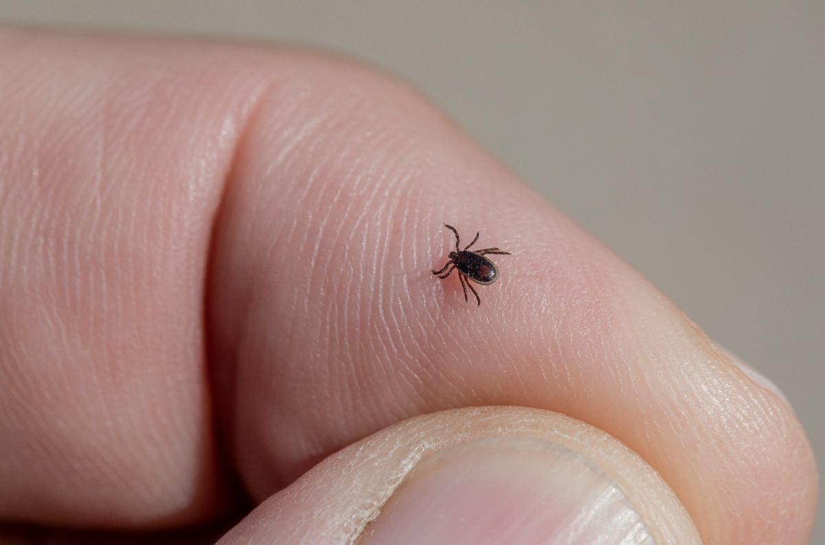 What does a tick look like