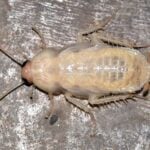A white cockroach