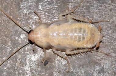 A white cockroach