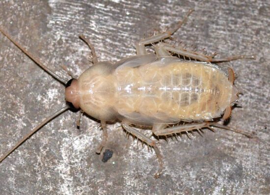 A white cockroach
