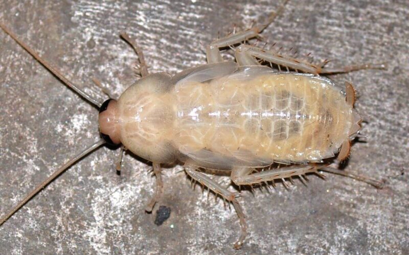 A white cockroach
