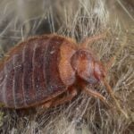Bed bug treatment cost
