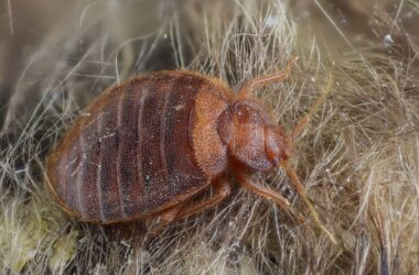 Bed bug treatment cost