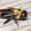 Do carpenter bees sting?