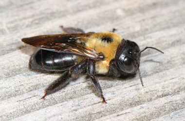 Do carpenter bees sting?