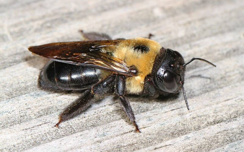 Do carpenter bees sting?