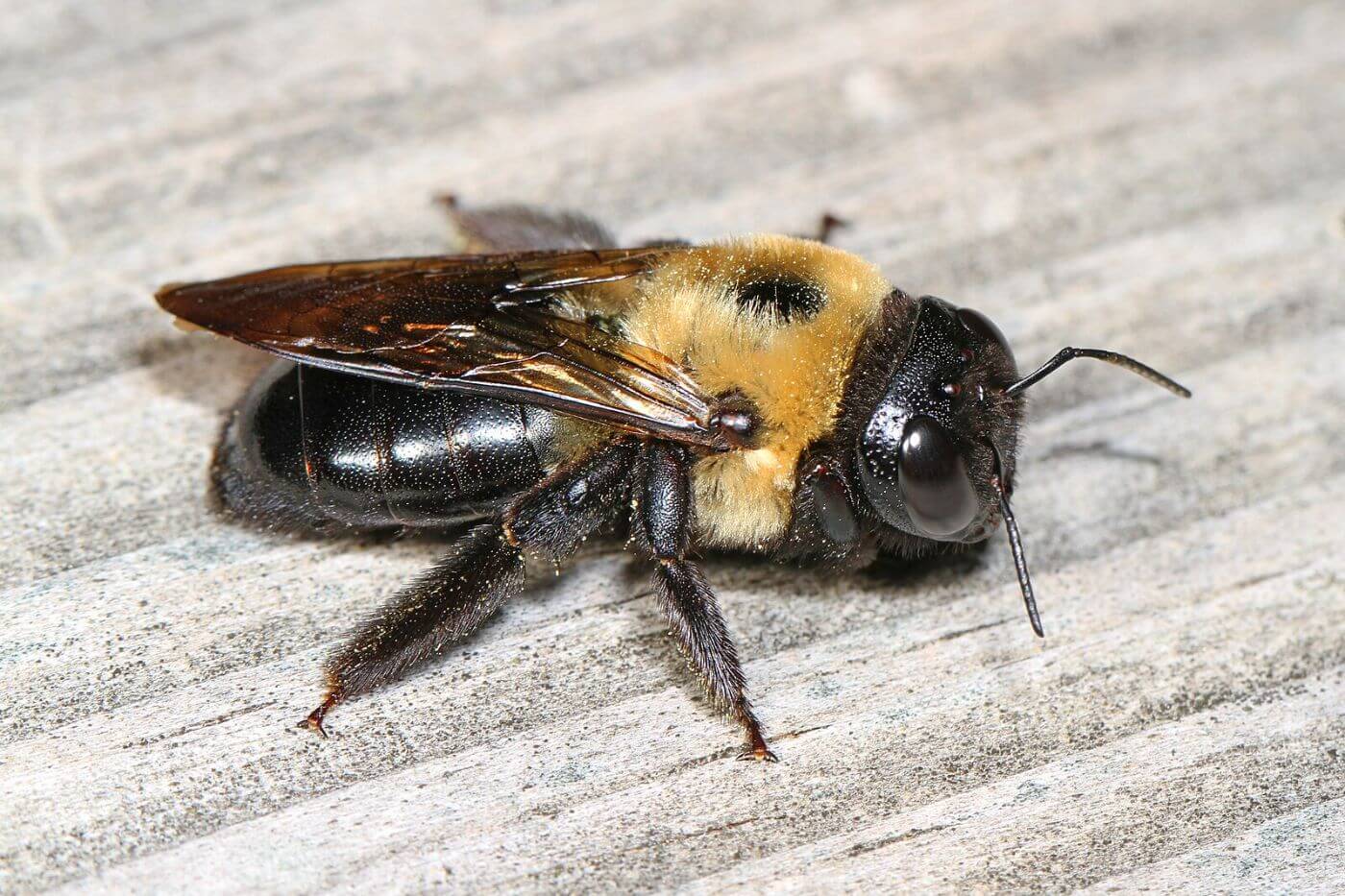 Do carpenter bees sting?