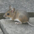 Mouse life cycle and gestation period