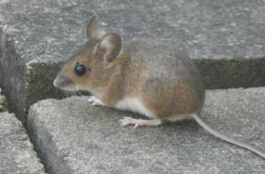 Mouse life cycle and gestation period